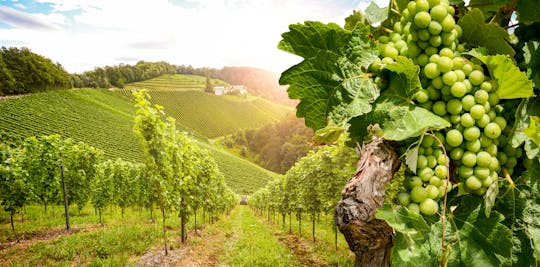 Excursion d'une journée en Bourgogne avec dégustation de 12 vins dans des caves locales