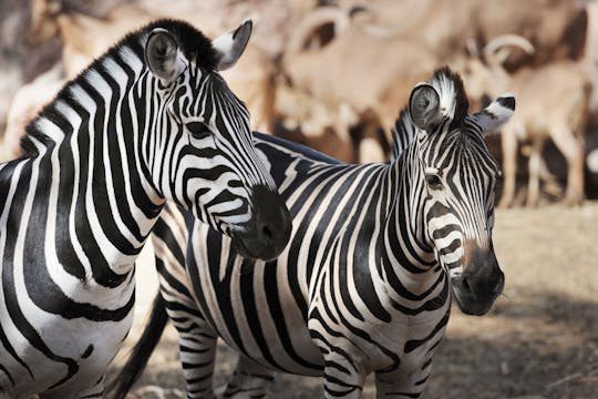 Billet pour le zoo Oasis Wildlife à Fuerteventura