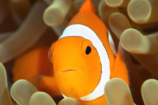 Cattolica Aquarium entrance tickets