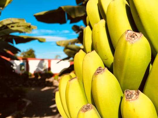 L'esperienza della Casa del Platano Banana