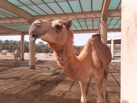 Bahrain full-day private tour