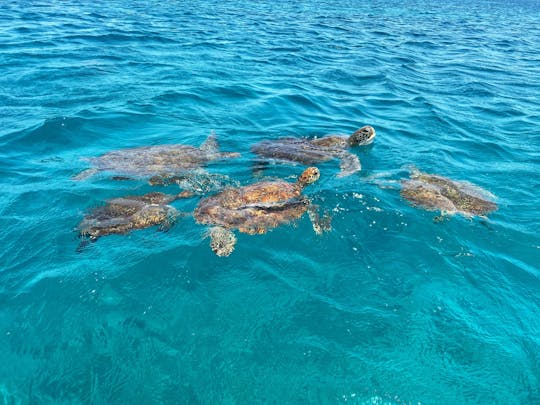 Full-day hiking and snorkeling with turtles tour in São Pedro