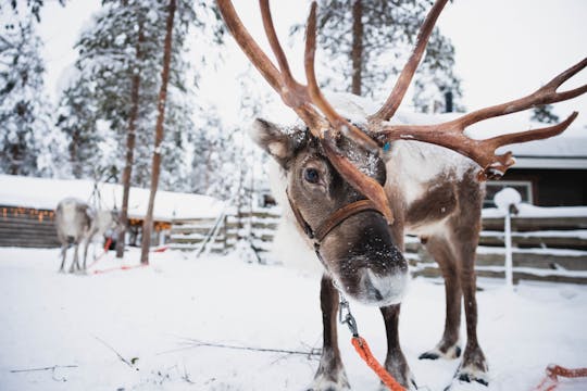 Husky Park and Reindeer Farm Combo by Minibus
