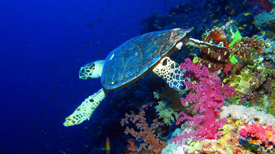 Blaue Schnorchelkreuzfahrt mit Frühstück und Mittagessen ab Hurghada