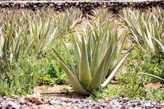Oost-Mallorca Tour met Arta Grotten en Aloë Plantage