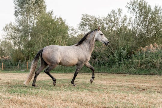 Paseos a caballo por el Parque Nacional de Doñana desde Sevilla