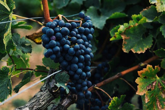 E-Bike-Weintour auf Kefalonia