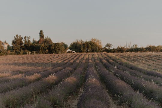 Besuch eines Lavendelfeldes in Aix-en-Provence