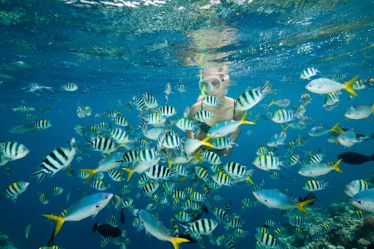 Nat Geo Day Tour: Desvelando la importancia de la restauración de los arrecifes de Cancún